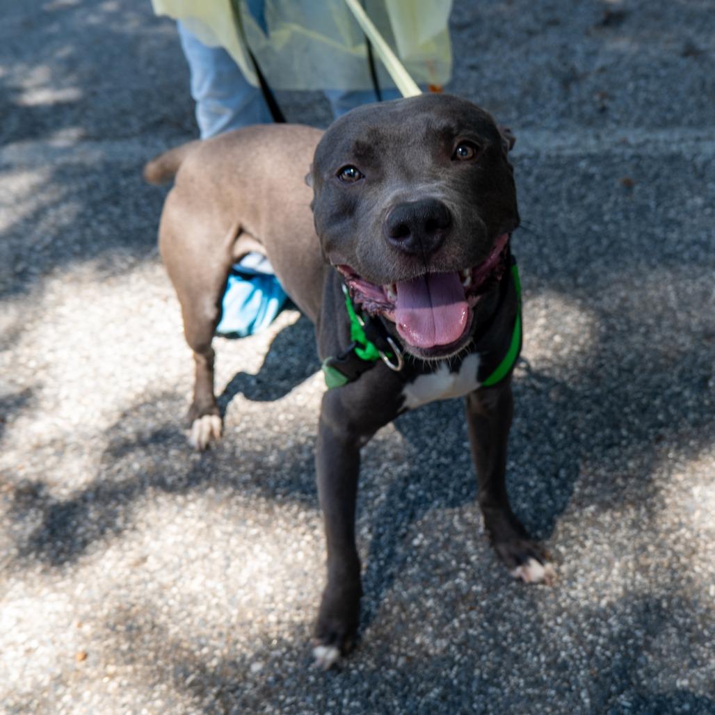 Enlarge Arthur, a Adoptable Pit Bull Terrier in Baltimore, MD image 5/6