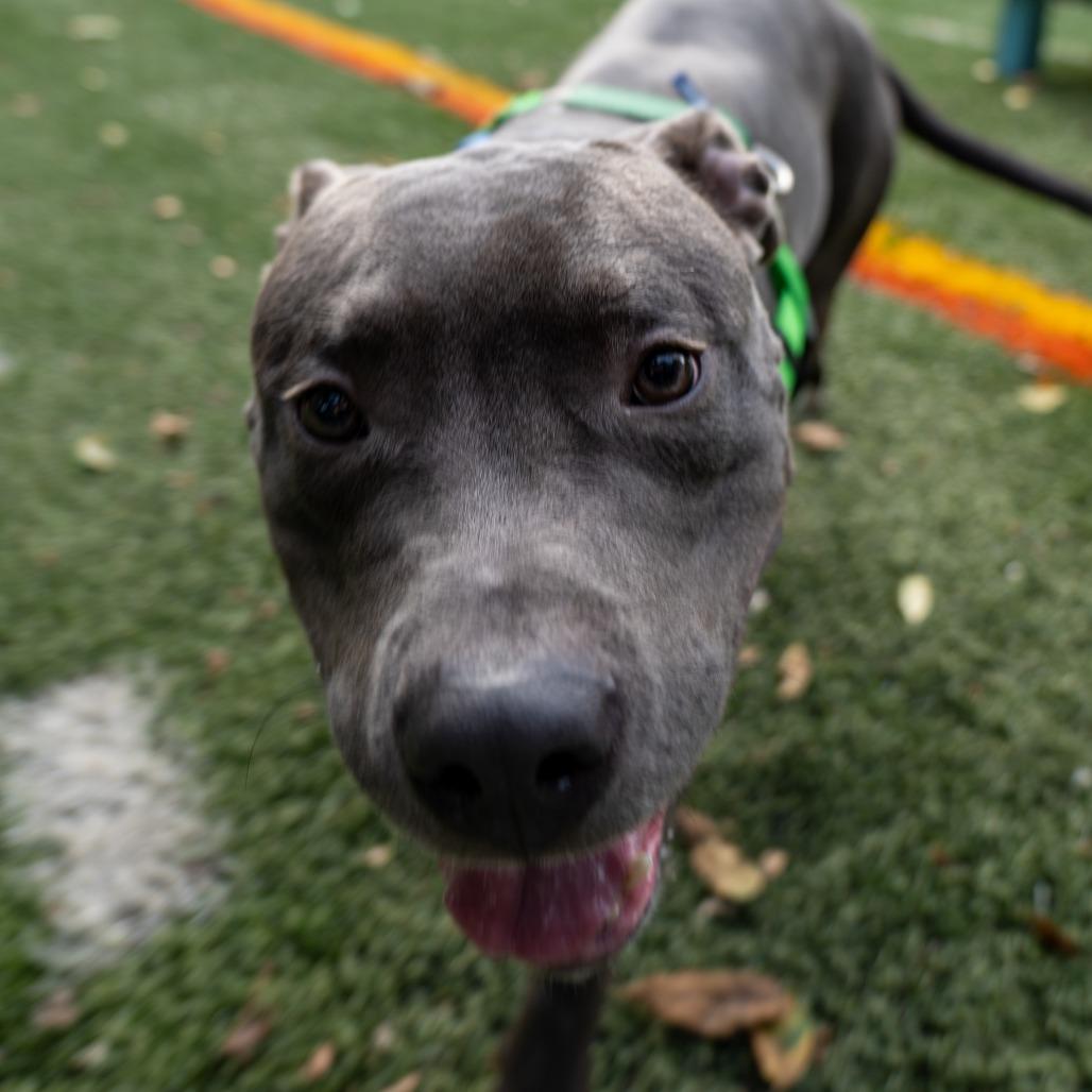 Enlarge Arthur, a Adoptable Pit Bull Terrier in Baltimore, MD image 6/6