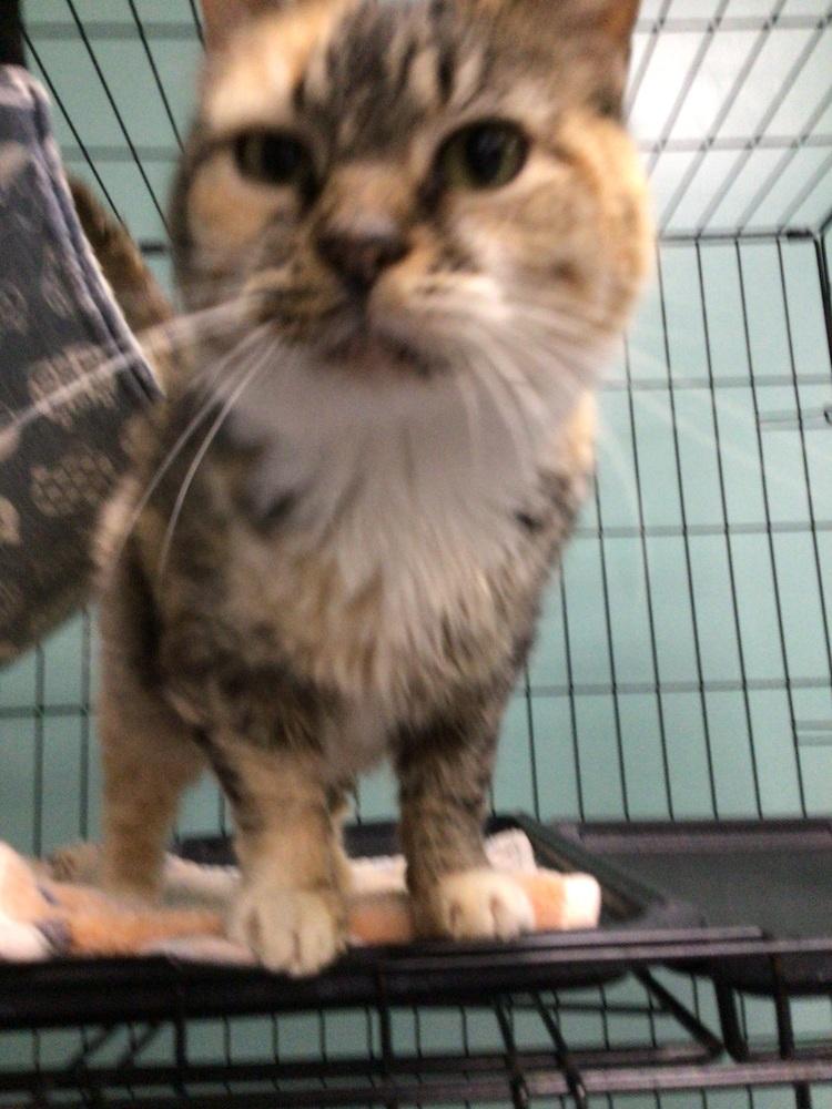 Pookie, Adoptable, Adult Female Domestic Short Hair.