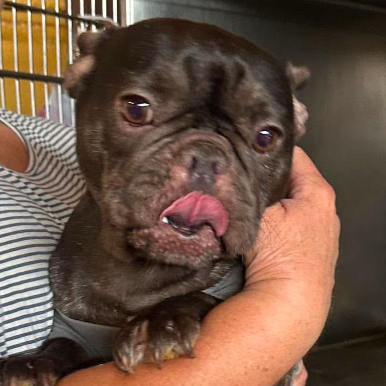 Cheer Bear, a Adoptable French Bulldog in Loves Park, IL image 1/5