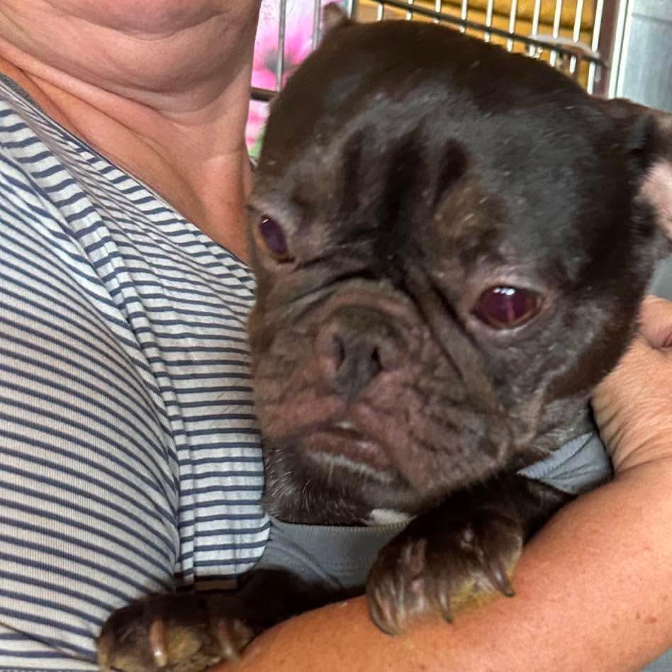 Cheer Bear, a Adoptable French Bulldog in Loves Park, IL image 2/5