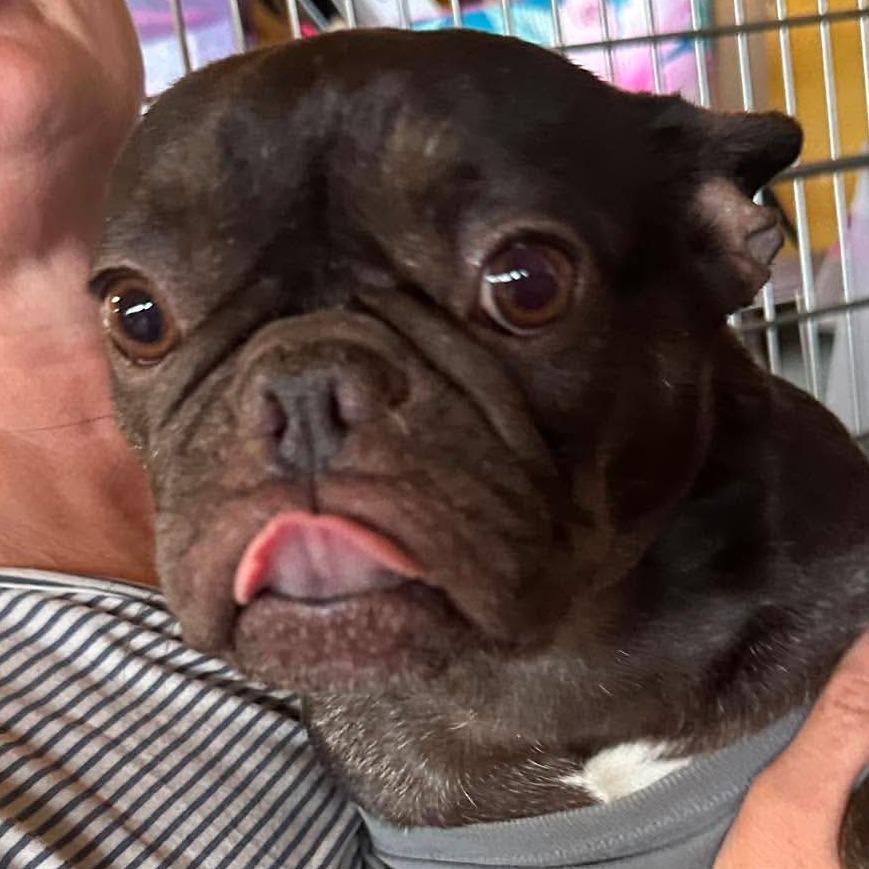 Cheer Bear, a Adoptable French Bulldog in Loves Park, IL image 3/5