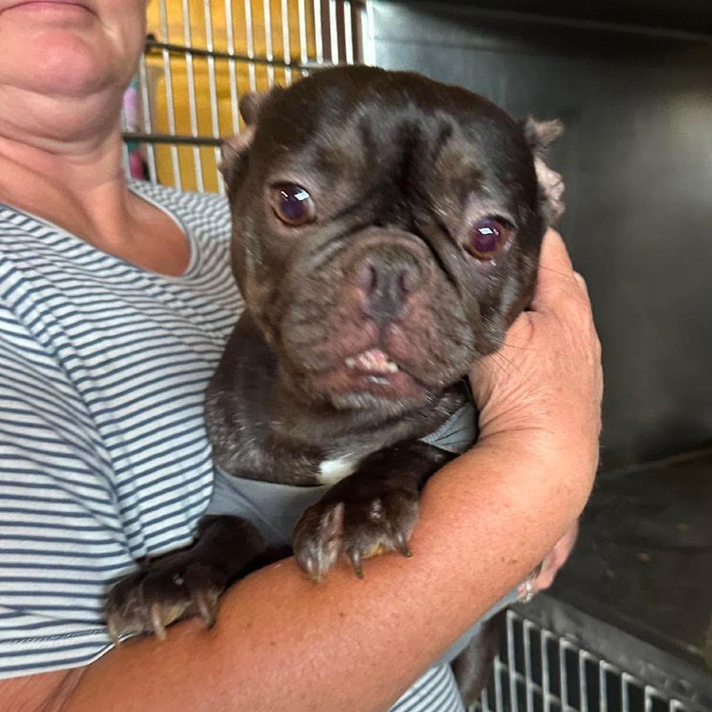 Cheer Bear, a Adoptable French Bulldog in Loves Park, IL image 4/5