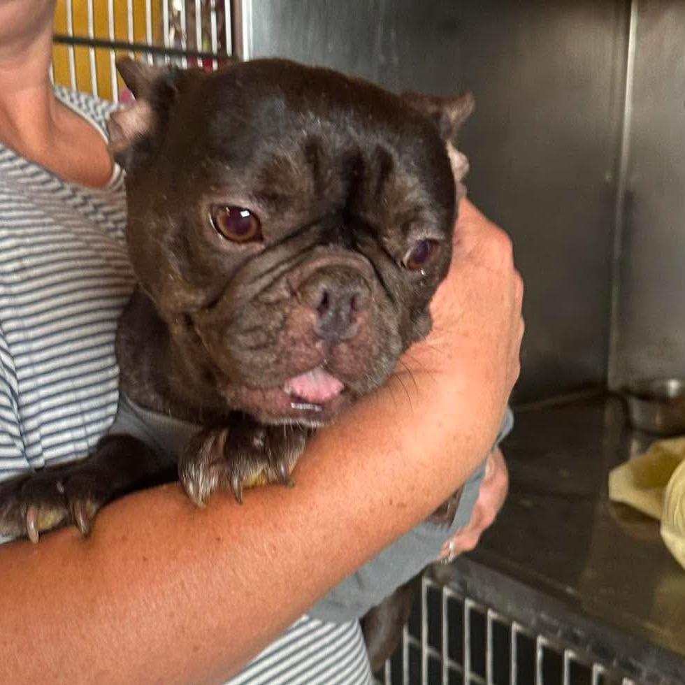 Cheer Bear, a Adoptable French Bulldog in Loves Park, IL image 5/5