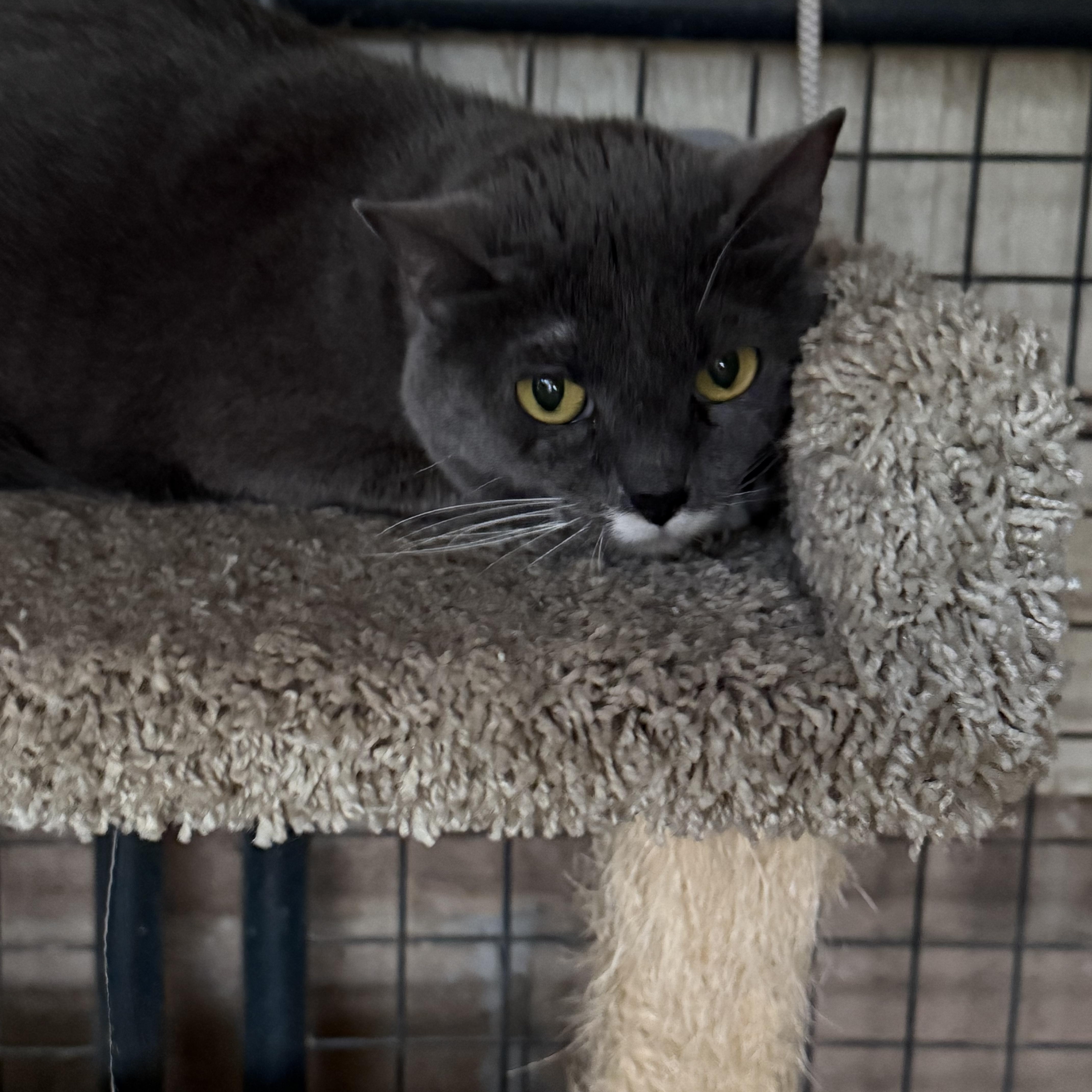 Bandit, ADOPTABLE, Senior Male Domestic Short Hair.
