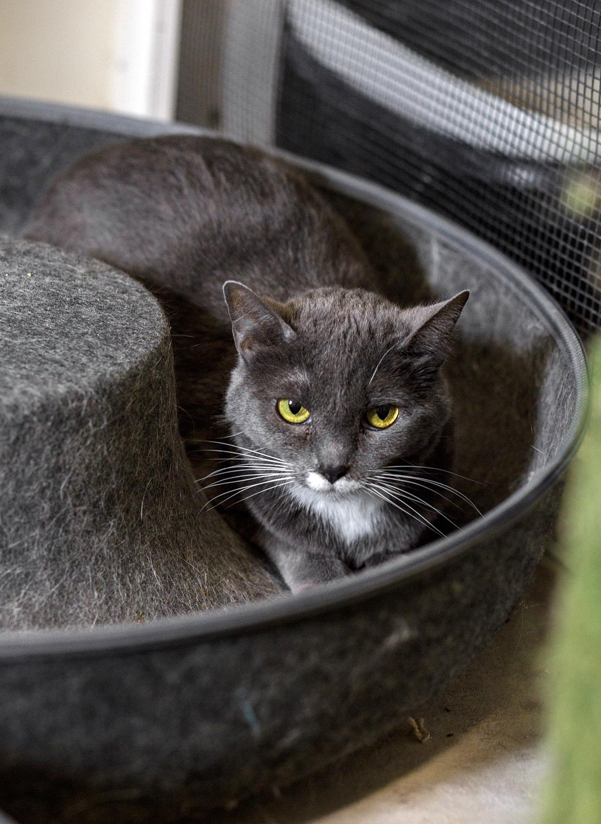 Bandit, ADOPTABLE, Senior Male Domestic Short Hair.