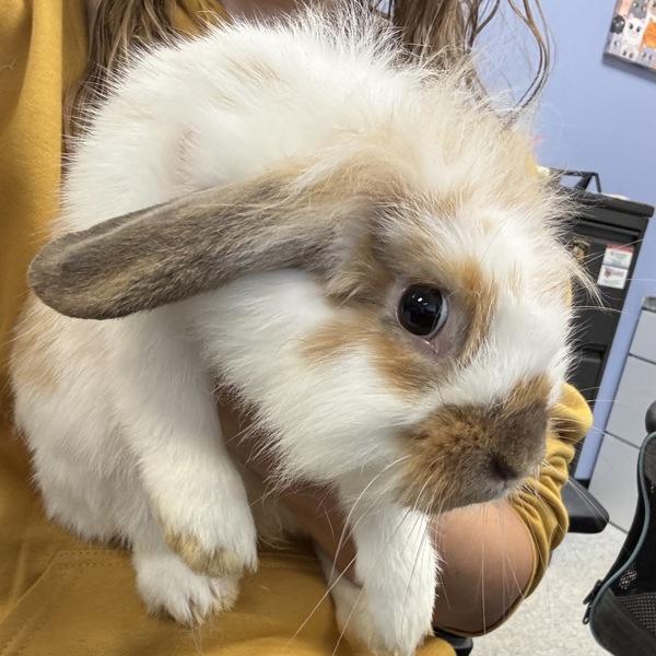 Tofu, Adoptable, Adult Female American Fuzzy Lop.