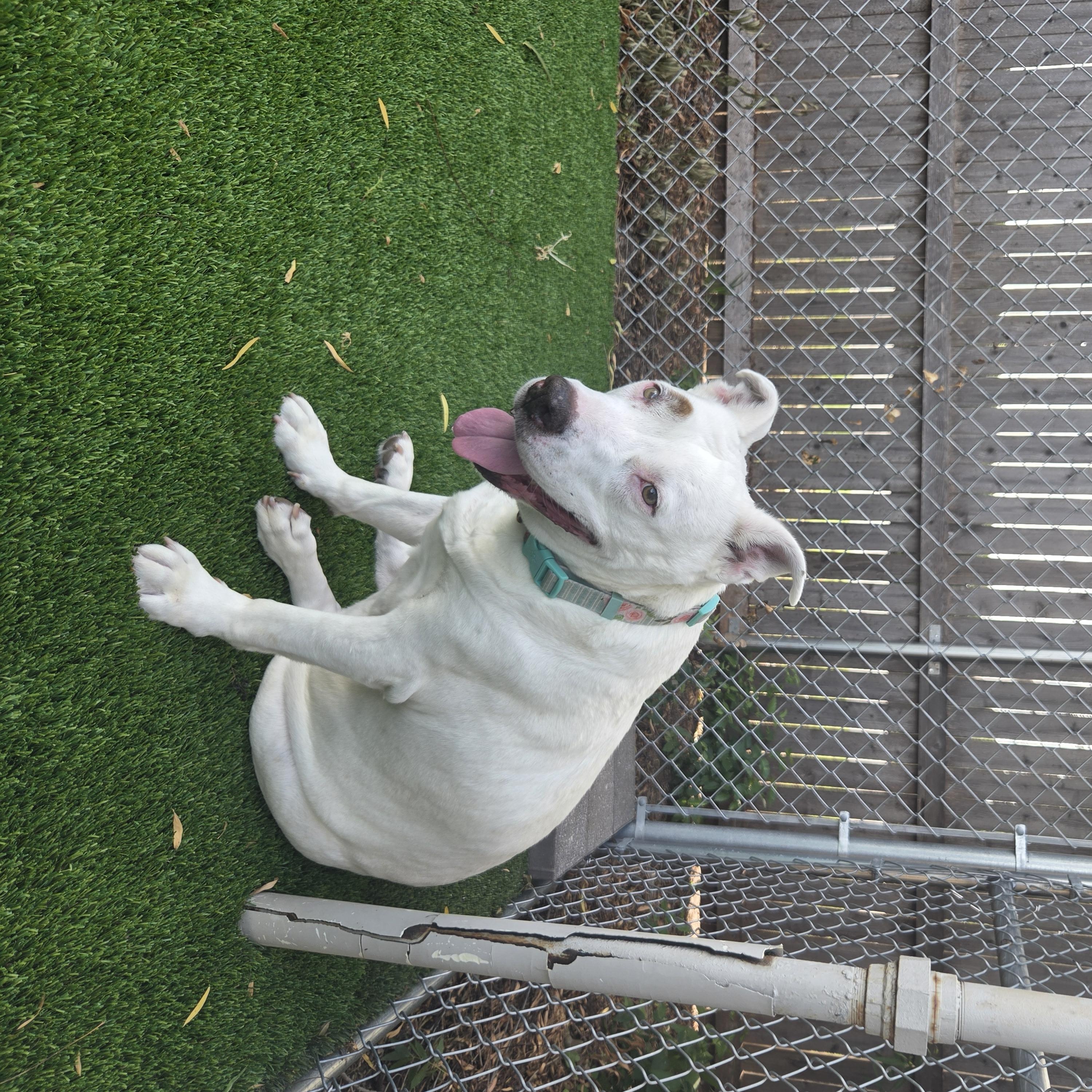 Molly, a ADOPTABLE mixed breed in Oklahoma City, OK image 2/5