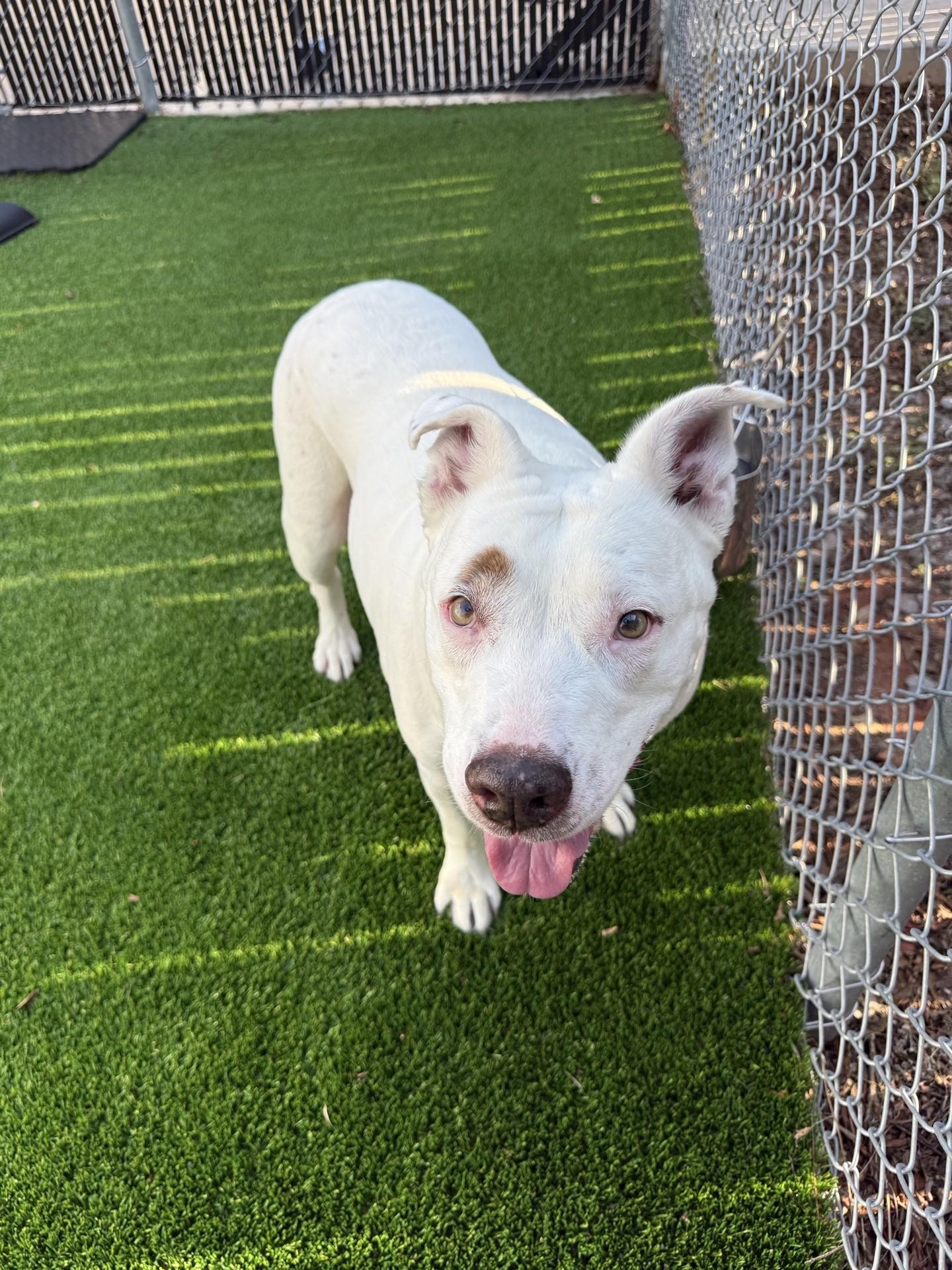 Molly, a ADOPTABLE mixed breed in Oklahoma City, OK image 3/5