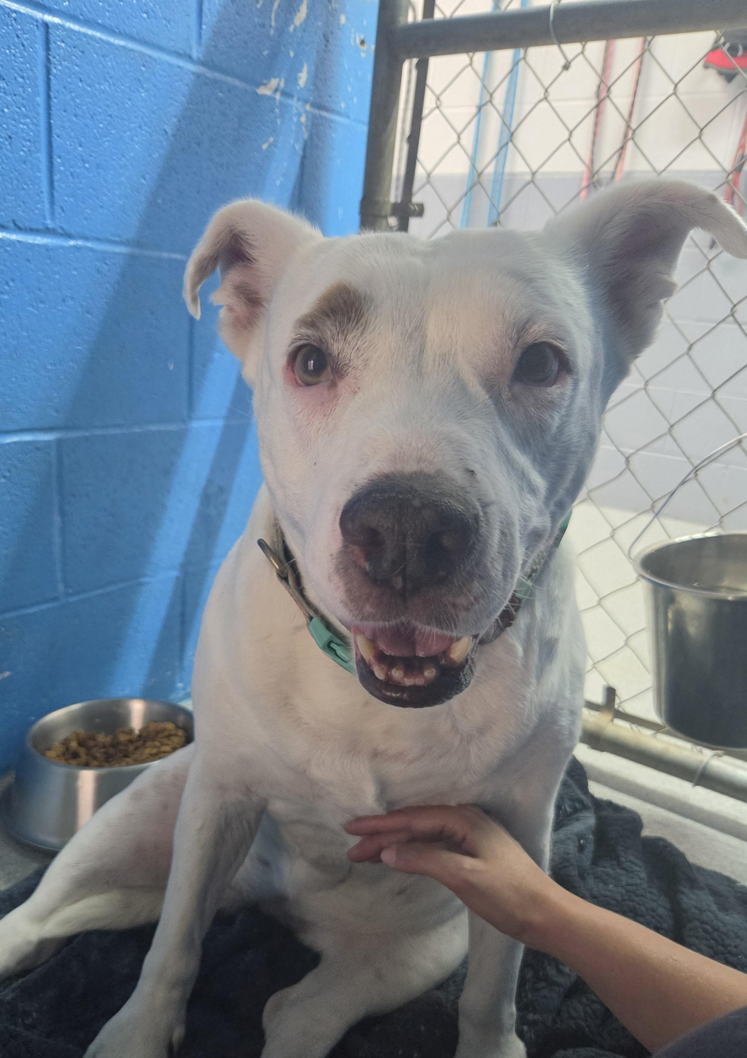 Molly, a ADOPTABLE mixed breed in Oklahoma City, OK image 5/5