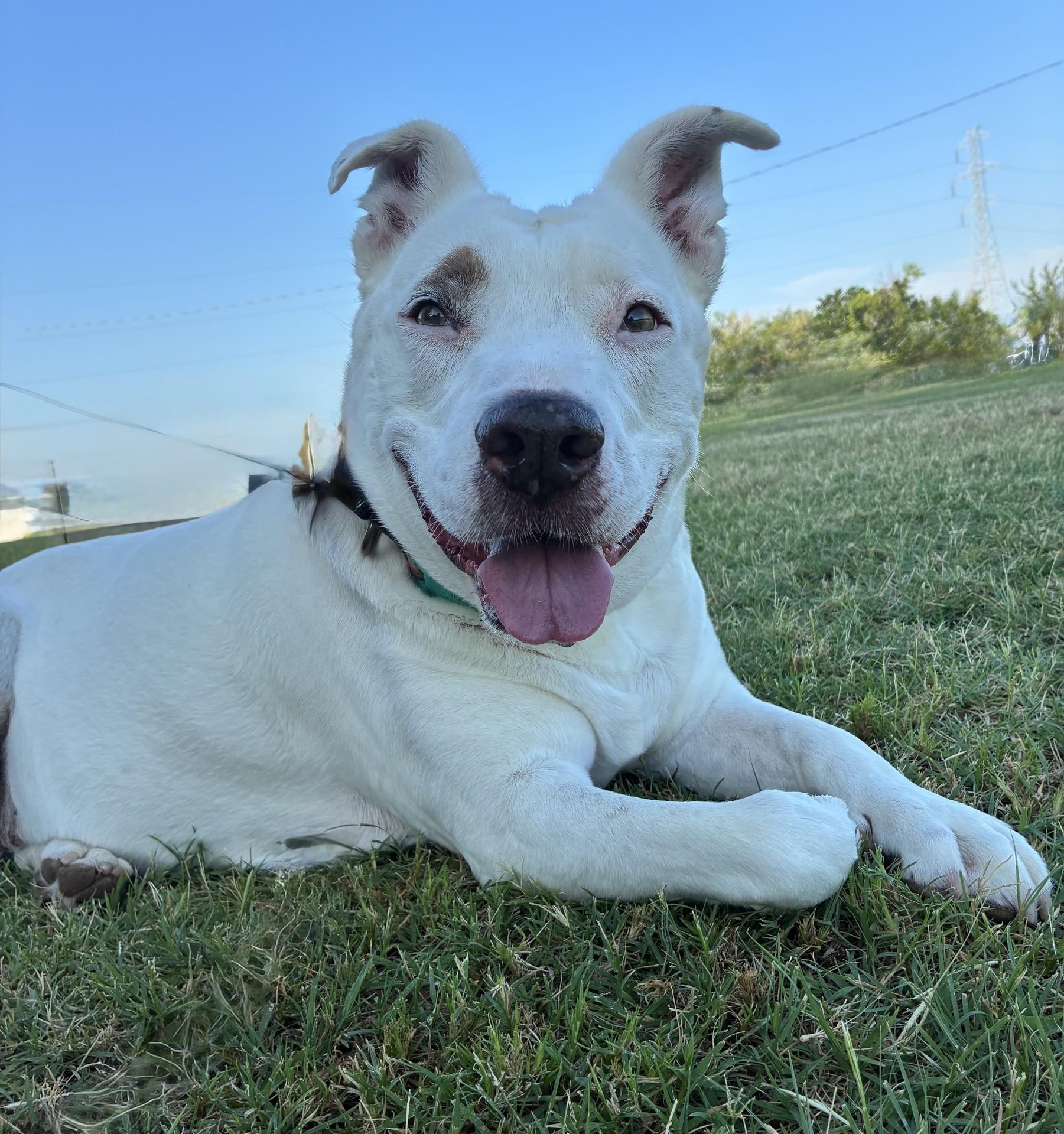 Molly, ADOPTABLE, Senior Female American Staffordshire Terrier.