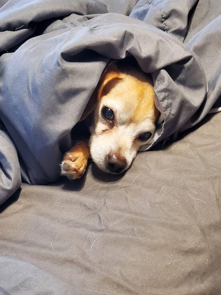 Yonko, ADOPTABLE, Senior Male Chihuahua.