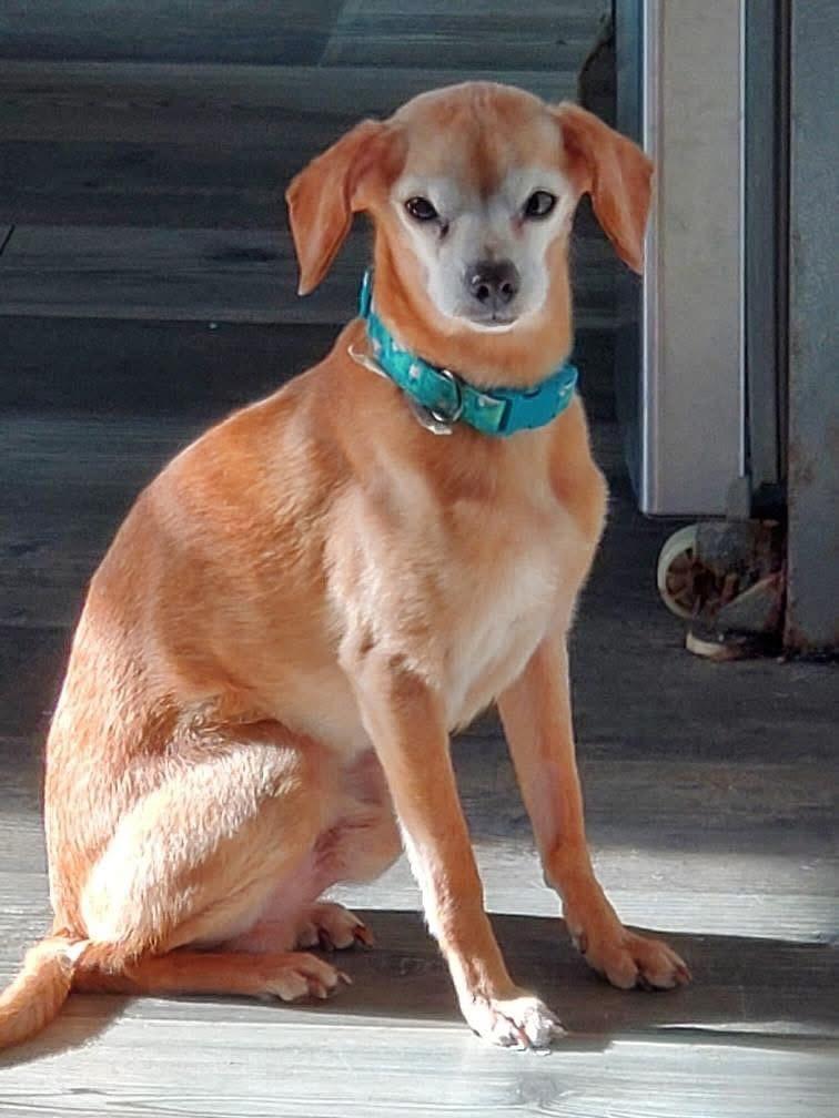 Enlarge Yonko, a ADOPTABLE mixed breed in Akron, NY image 2/3