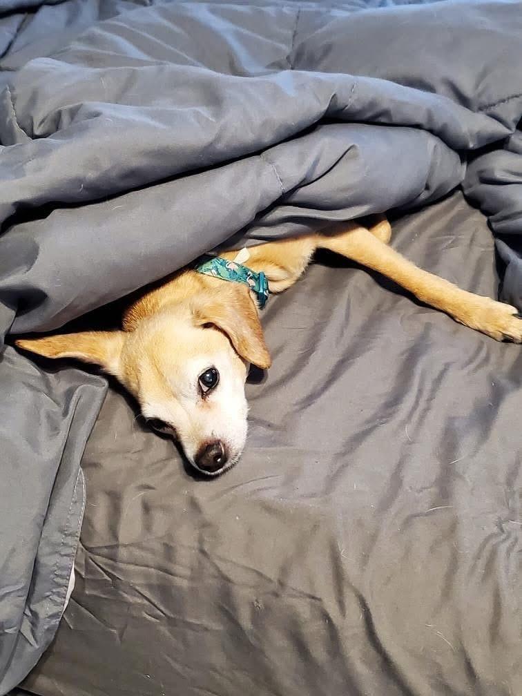 Enlarge Yonko, a ADOPTABLE mixed breed in Akron, NY image 3/3