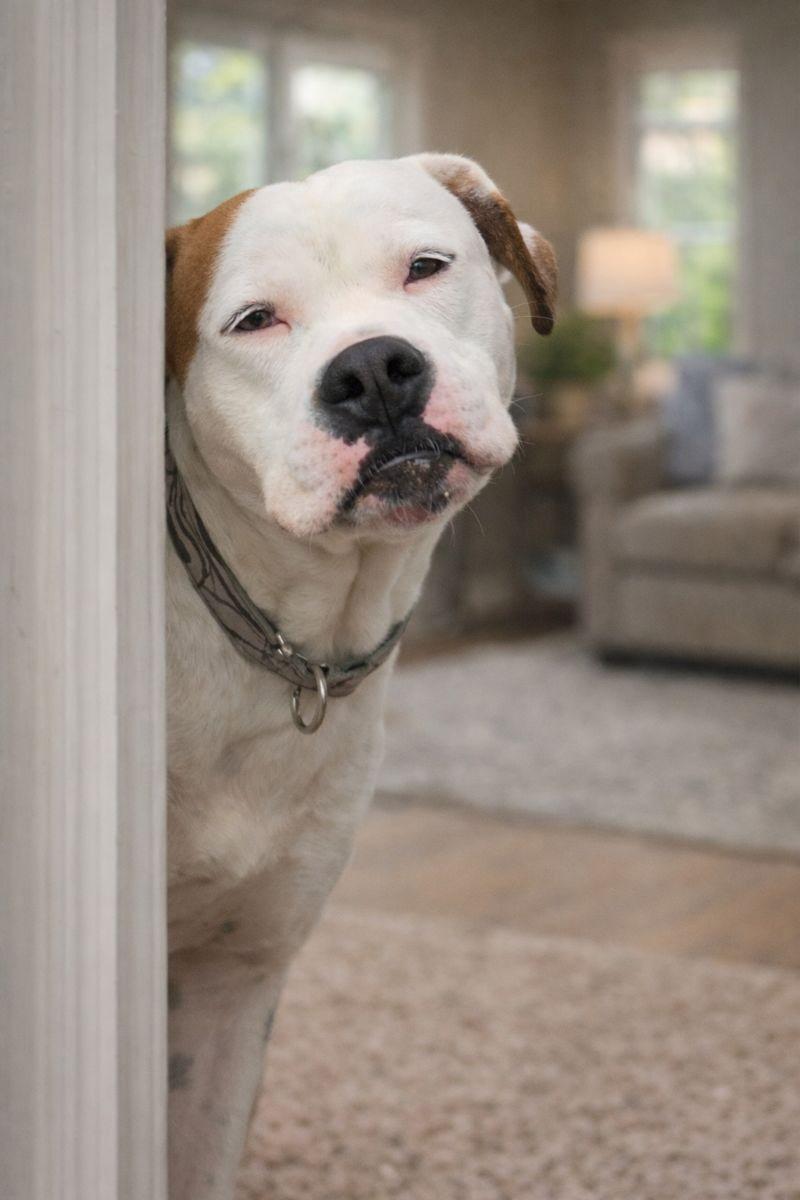 Enlarge Ragnar, a Adoptable mixed breed in Irvine, CA image 6/6