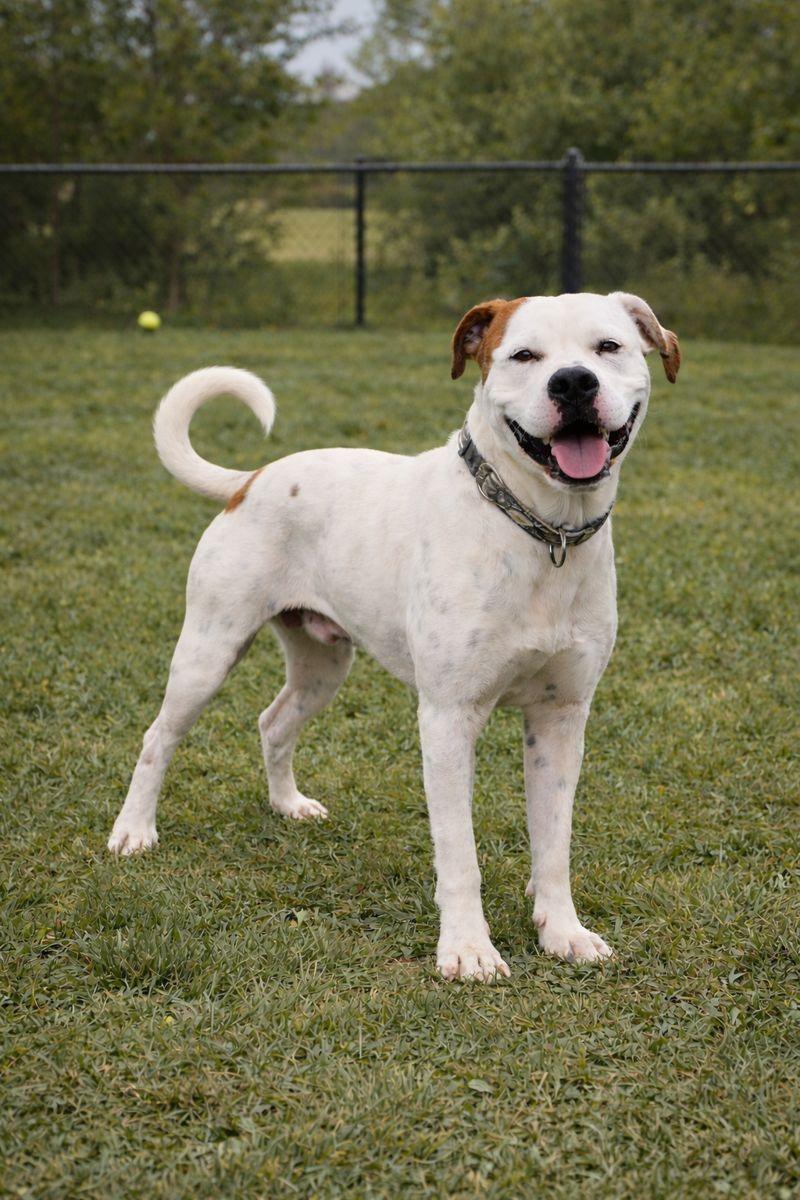 Ragnar, Adoptable, Young Male American Staffordshire Terrier & Boxer.