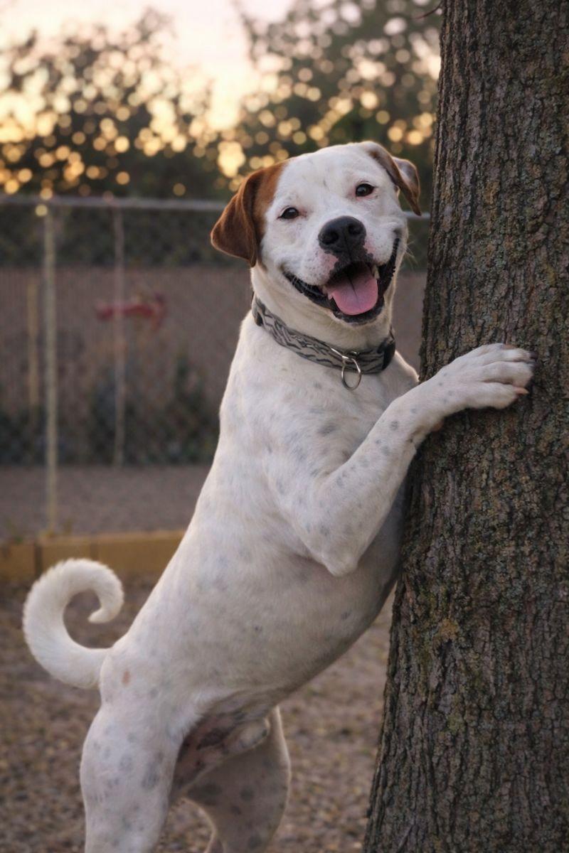 Enlarge Ragnar, a Adoptable mixed breed in Irvine, CA image 4/6
