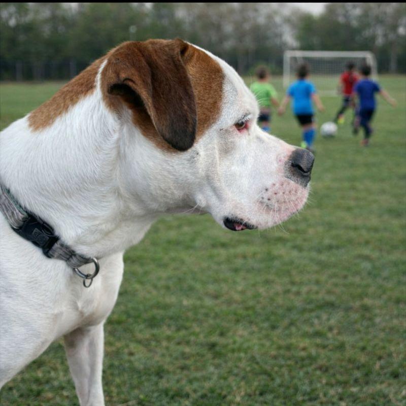 Enlarge Ragnar, a Adoptable mixed breed in Irvine, CA image 5/6