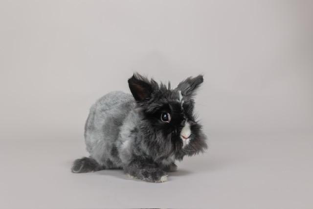 Enlarge Samantha & Carrie, an adopted Angora Rabbit in Westerville, OH image 4/6