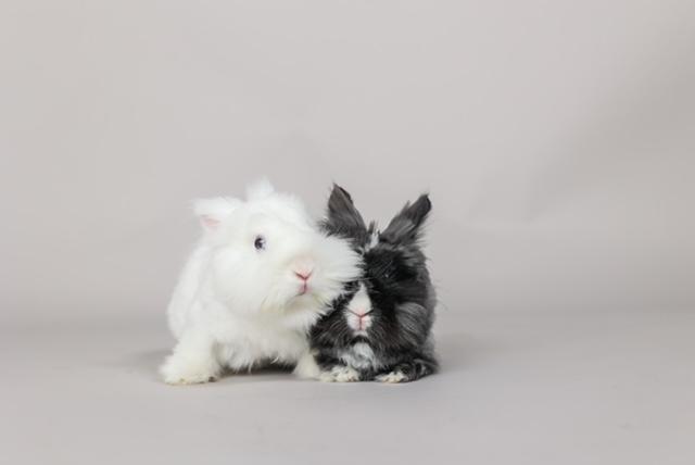 Samantha & Carrie, adopted, Adult Female Angora Rabbit.
