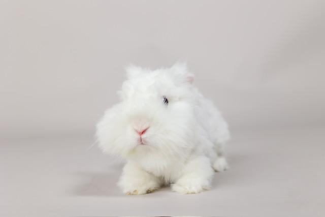 Enlarge Samantha & Carrie, an adopted Angora Rabbit in Westerville, OH image 5/6