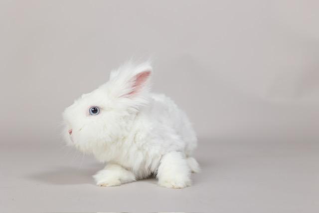 Enlarge Samantha & Carrie, an adopted Angora Rabbit in Westerville, OH image 3/6