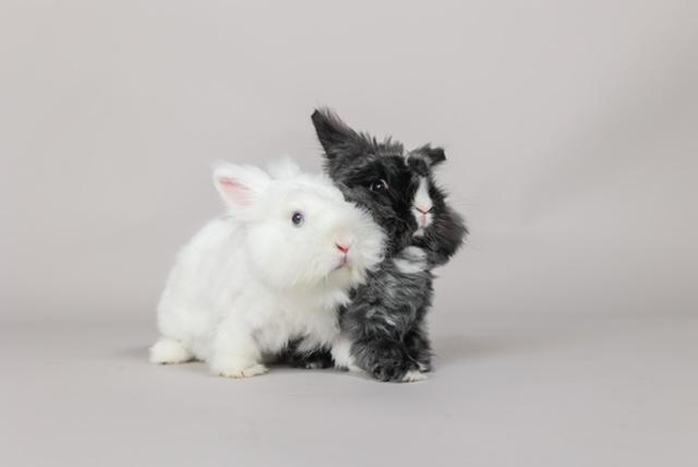 Enlarge Samantha & Carrie, an adopted Angora Rabbit in Westerville, OH image 2/6