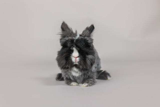 Enlarge Samantha & Carrie, an adopted Angora Rabbit in Westerville, OH image 6/6
