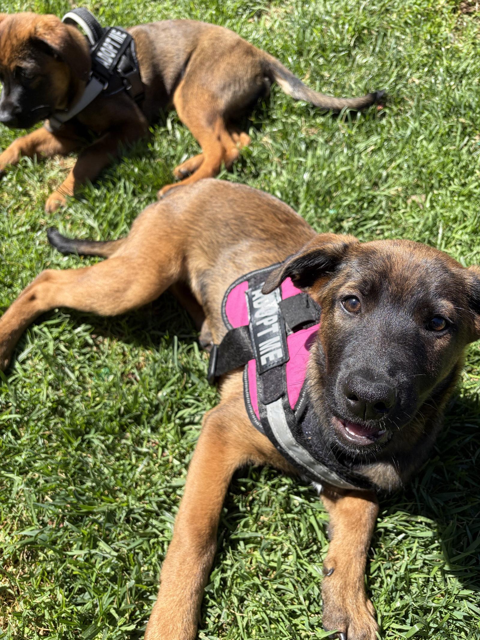 Zoey, a Adoptable mixed breed in San Diego, CA image 1/3