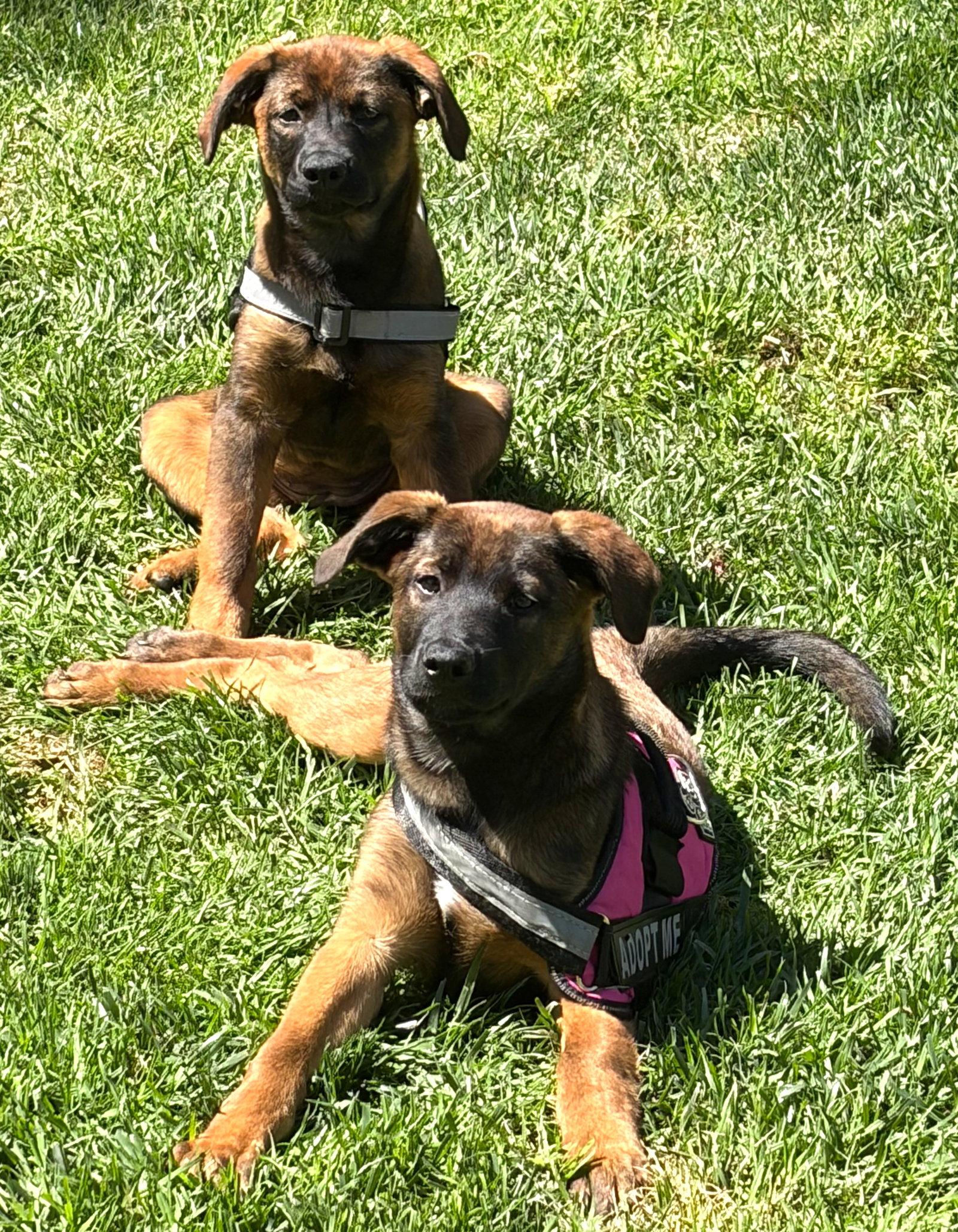 Zoey, a Adoptable mixed breed in San Diego, CA image 2/3