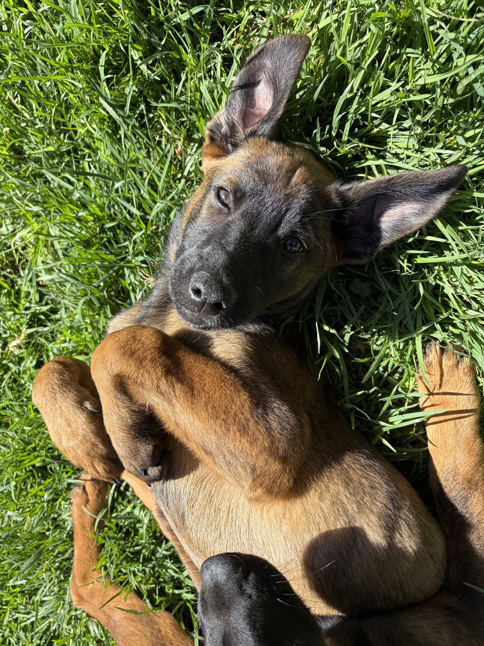 Zoey, a Adoptable mixed breed in San Diego, CA image 3/3