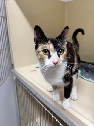 Tweak, Adoptable, Adult Female Domestic Short Hair & Domestic Short Hair.