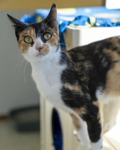 Enlarge Tweak, a Adoptable mixed breed in Pequot Lakes, MN image 1/2
