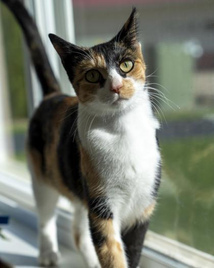 Enlarge Tweak, a Adoptable mixed breed in Pequot Lakes, MN image 2/2