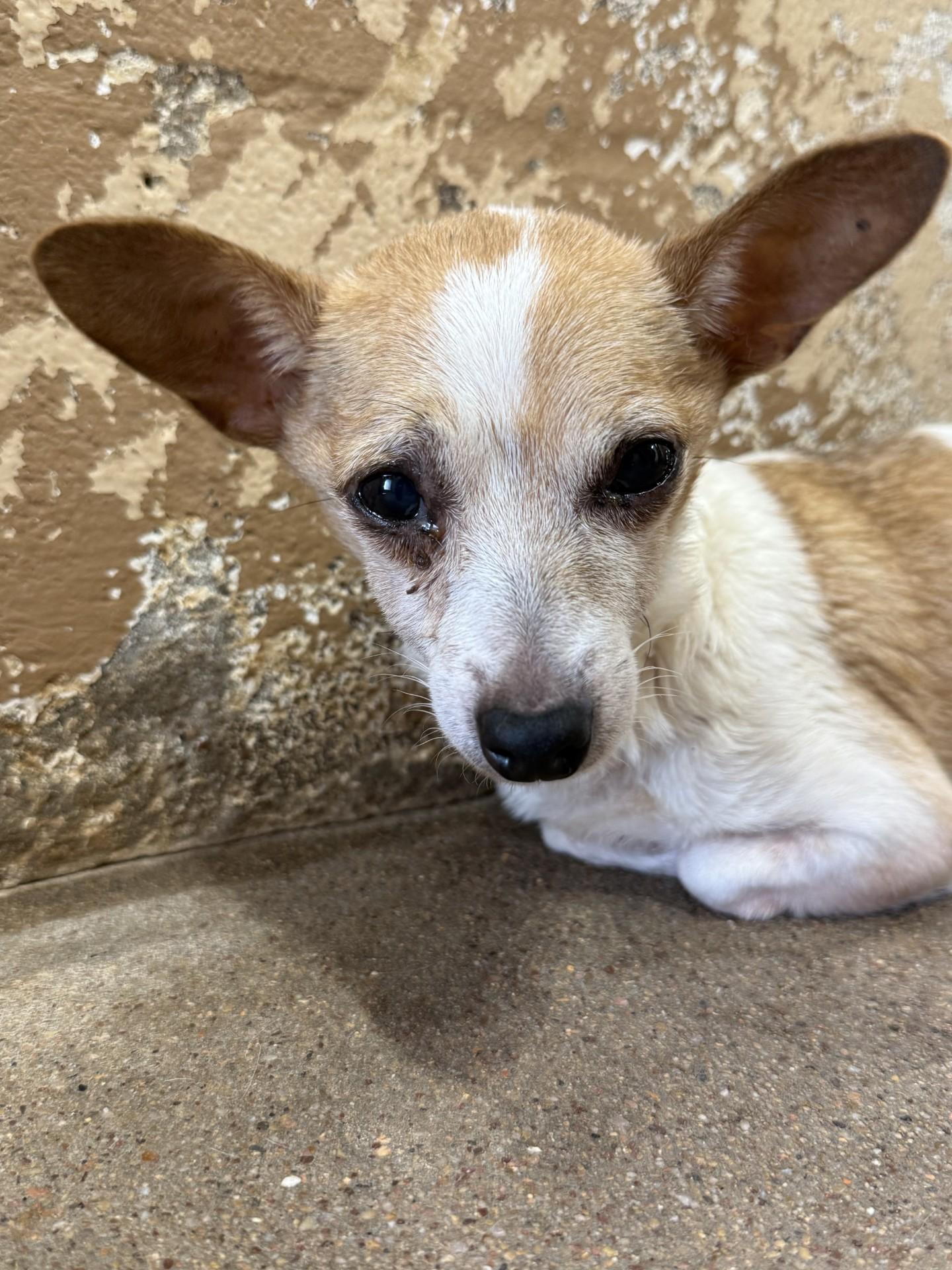 Enlarge Sadie, a ADOPTABLE mixed breed in Blue Springs, MO image 3/3