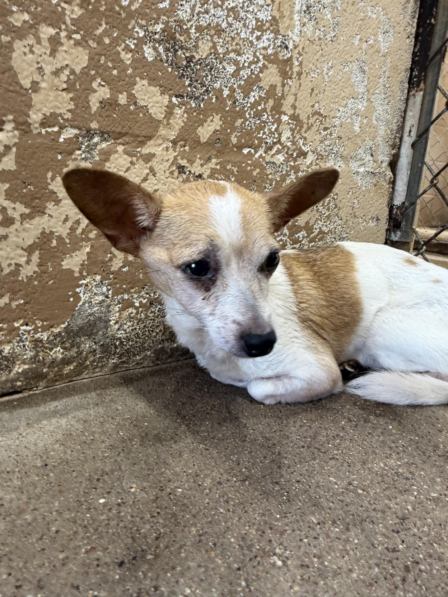 Enlarge Sadie, a ADOPTABLE mixed breed in Blue Springs, MO image 2/3