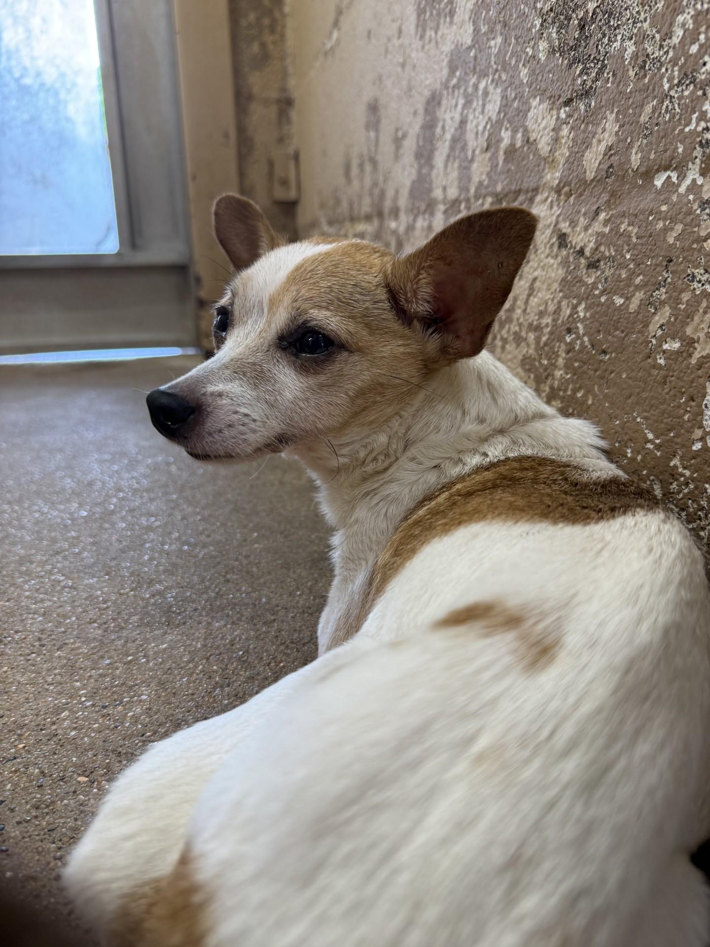 Sadie, ADOPTABLE, Senior Female Chihuahua.