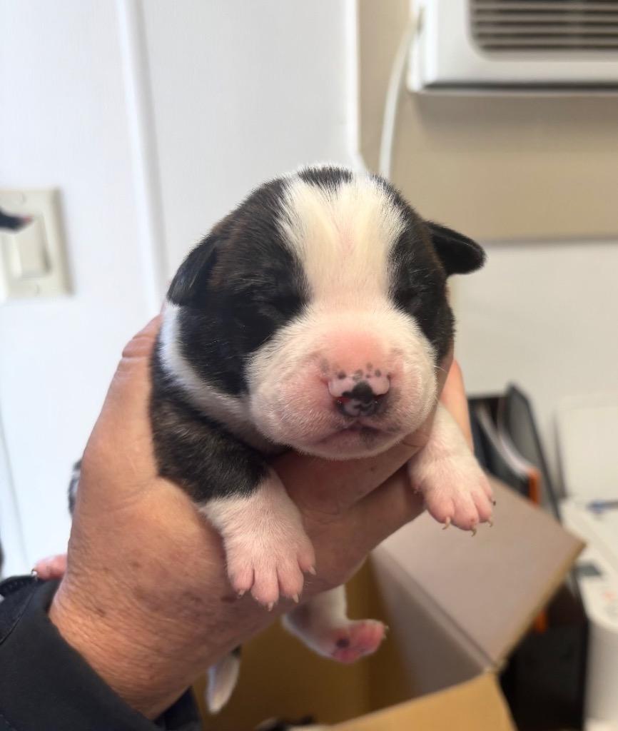 Paxton, Adoptable, Puppy Male Border Collie & Mixed Breed.