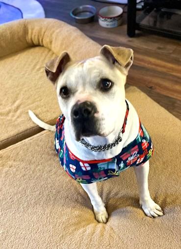 Enlarge Cookie, a ADOPTABLE mixed breed in Southport, CT image 1/6