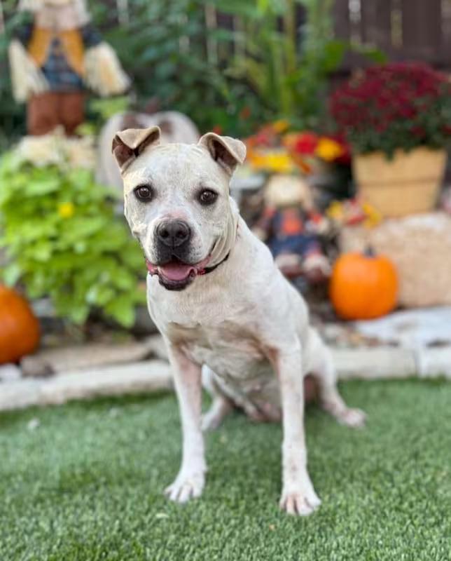 Enlarge Cookie, a ADOPTABLE mixed breed in Southport, CT image 4/6