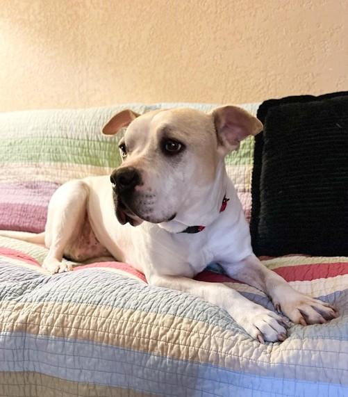 Enlarge Cookie, a ADOPTABLE mixed breed in Southport, CT image 3/6