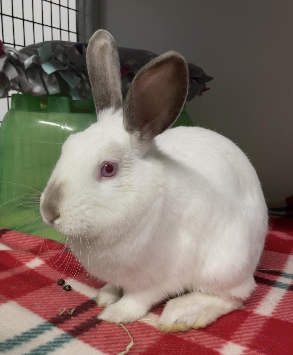 Enlarge Snowflake, a ADOPTABLE Himalayan in Chicago, IL image 1/2