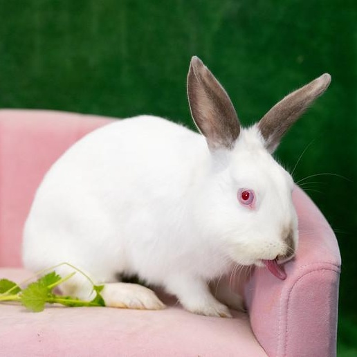 Enlarge Snowflake, a ADOPTABLE Himalayan in Chicago, IL image 1/3