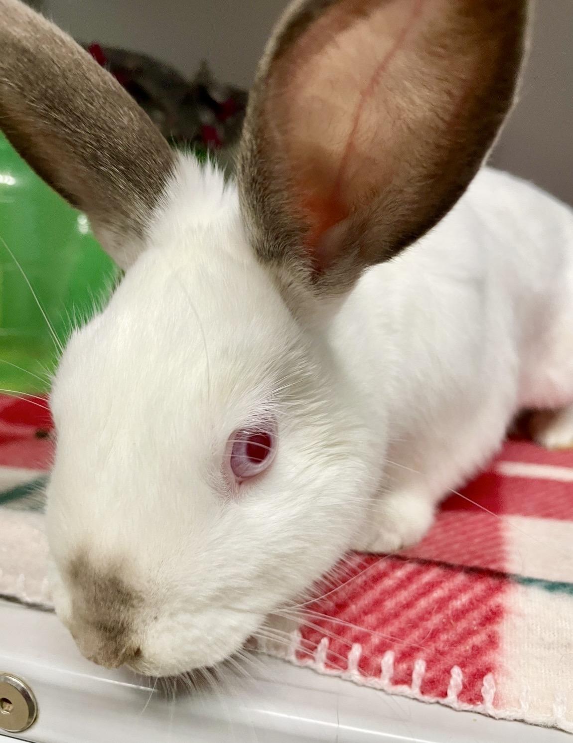 Enlarge Snowflake, a ADOPTABLE Himalayan in Chicago, IL image 2/2