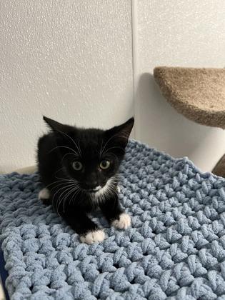 Carter, Adoptable, Kitten Male Domestic Short Hair & Domestic Short Hair.