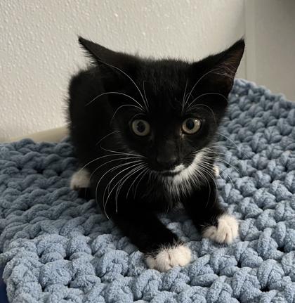 Carter, a Adoptable mixed breed in Venice, FL image 2/2