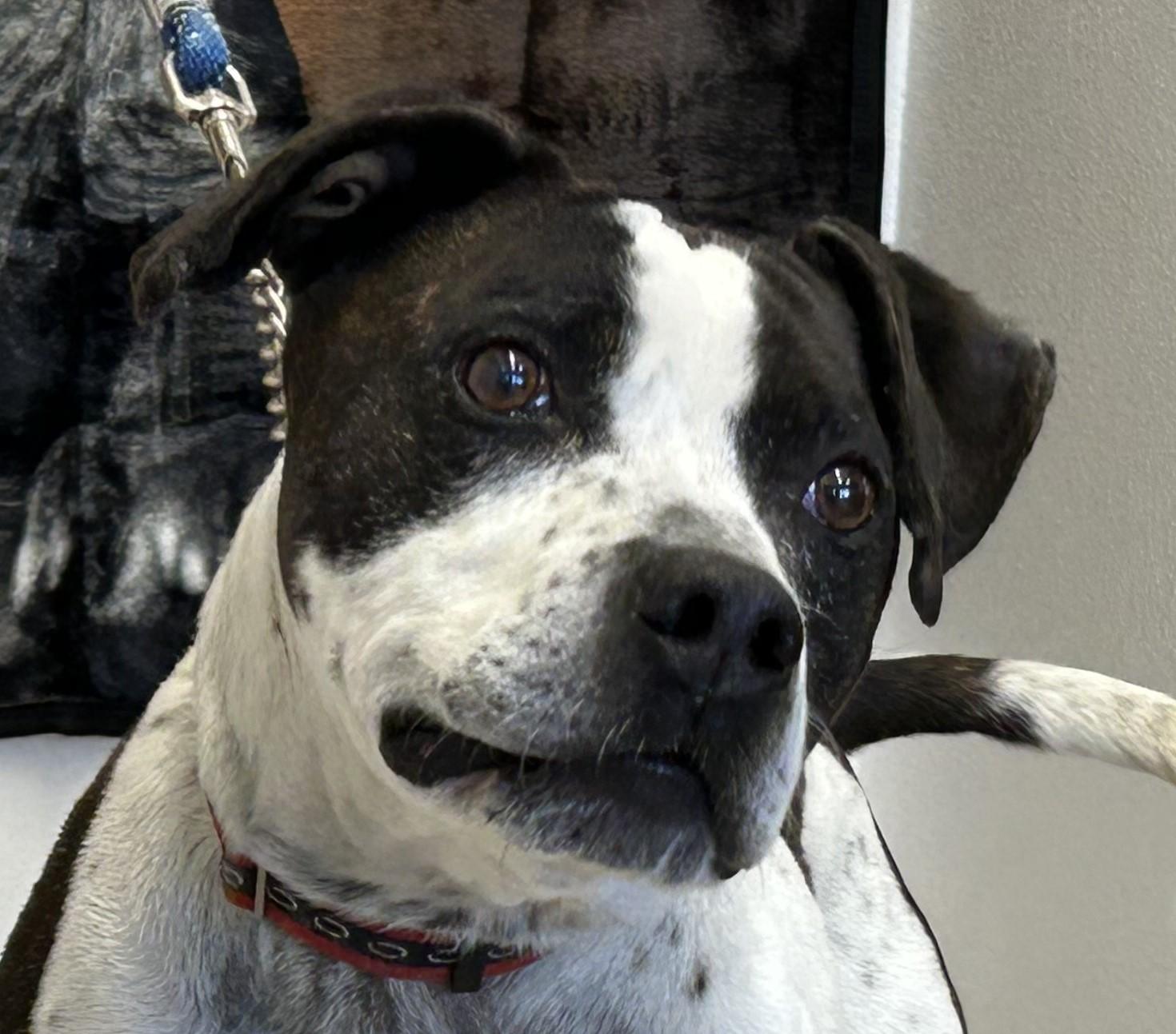 Zeus, a Adoptable Pit Bull Terrier in Greeley, CO image 1/2