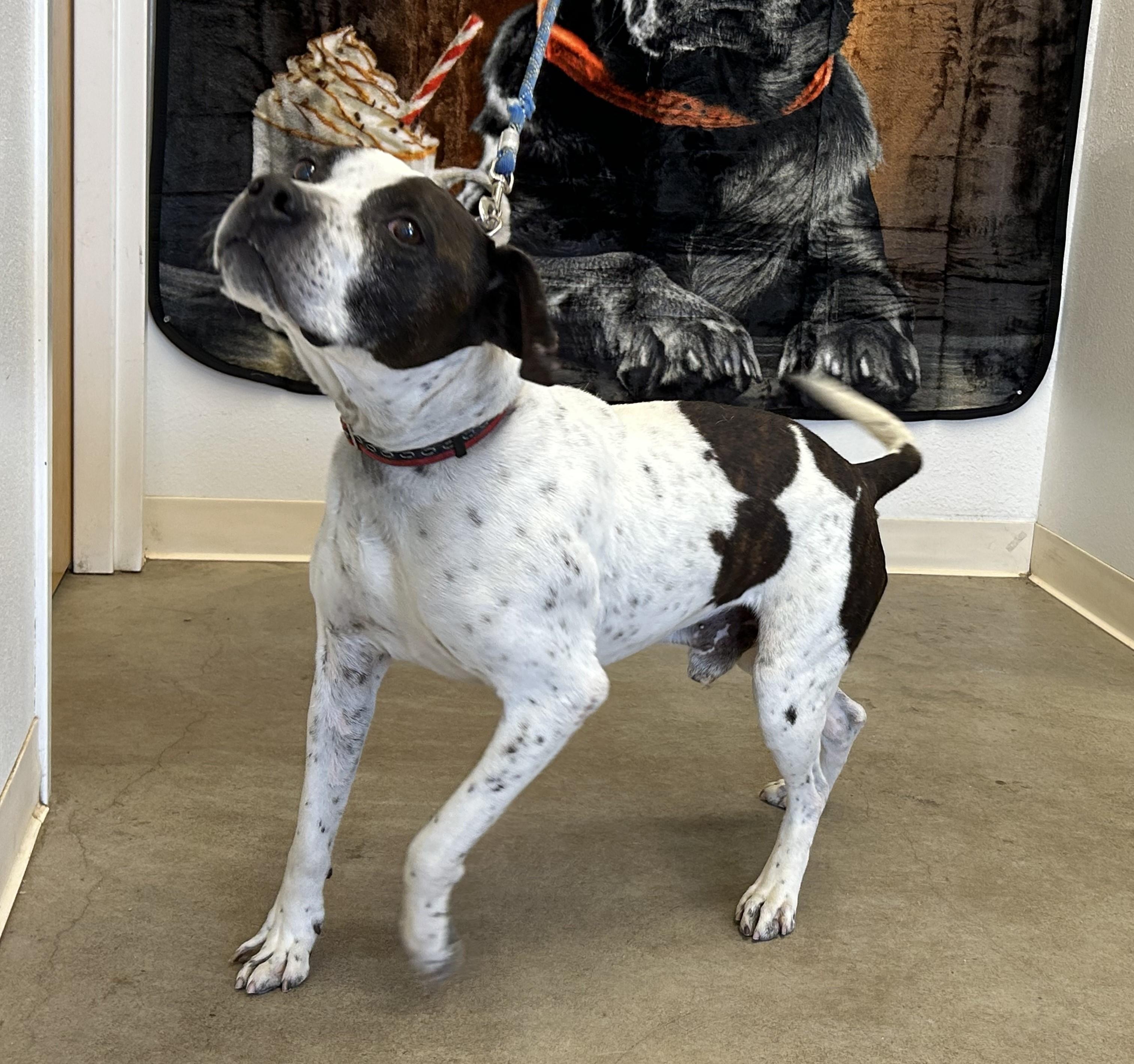 Zeus, Adoptable, Senior Male Pit Bull Terrier.