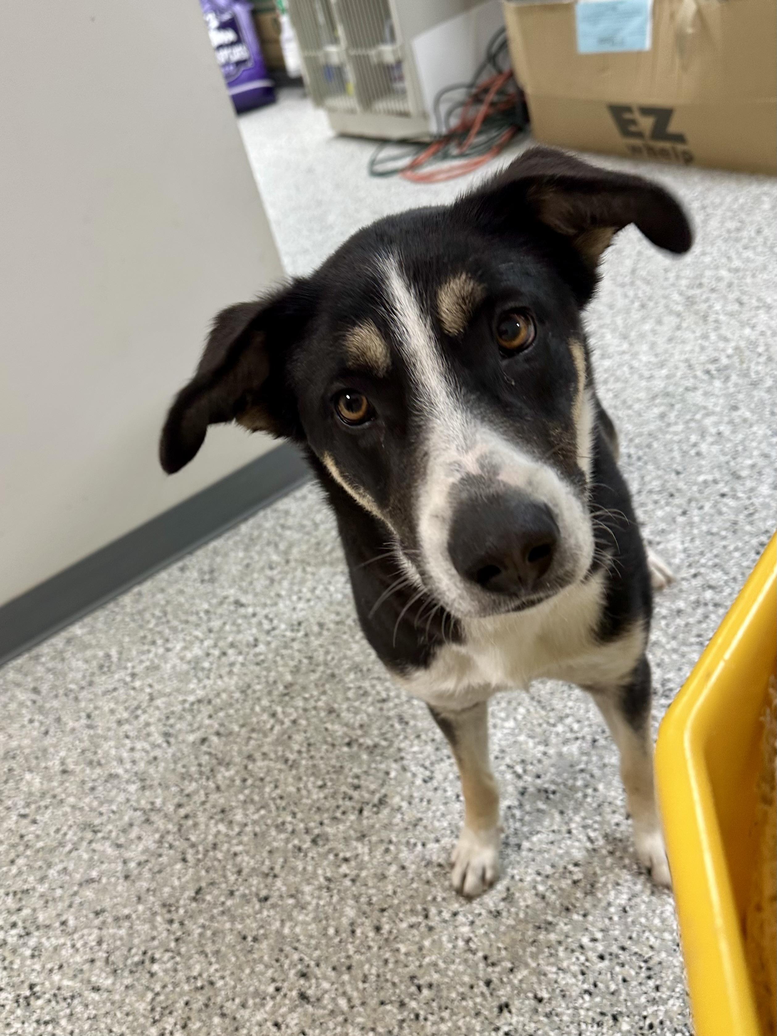 Rico, a Adoptable mixed breed in Richmond, MO image 4/4