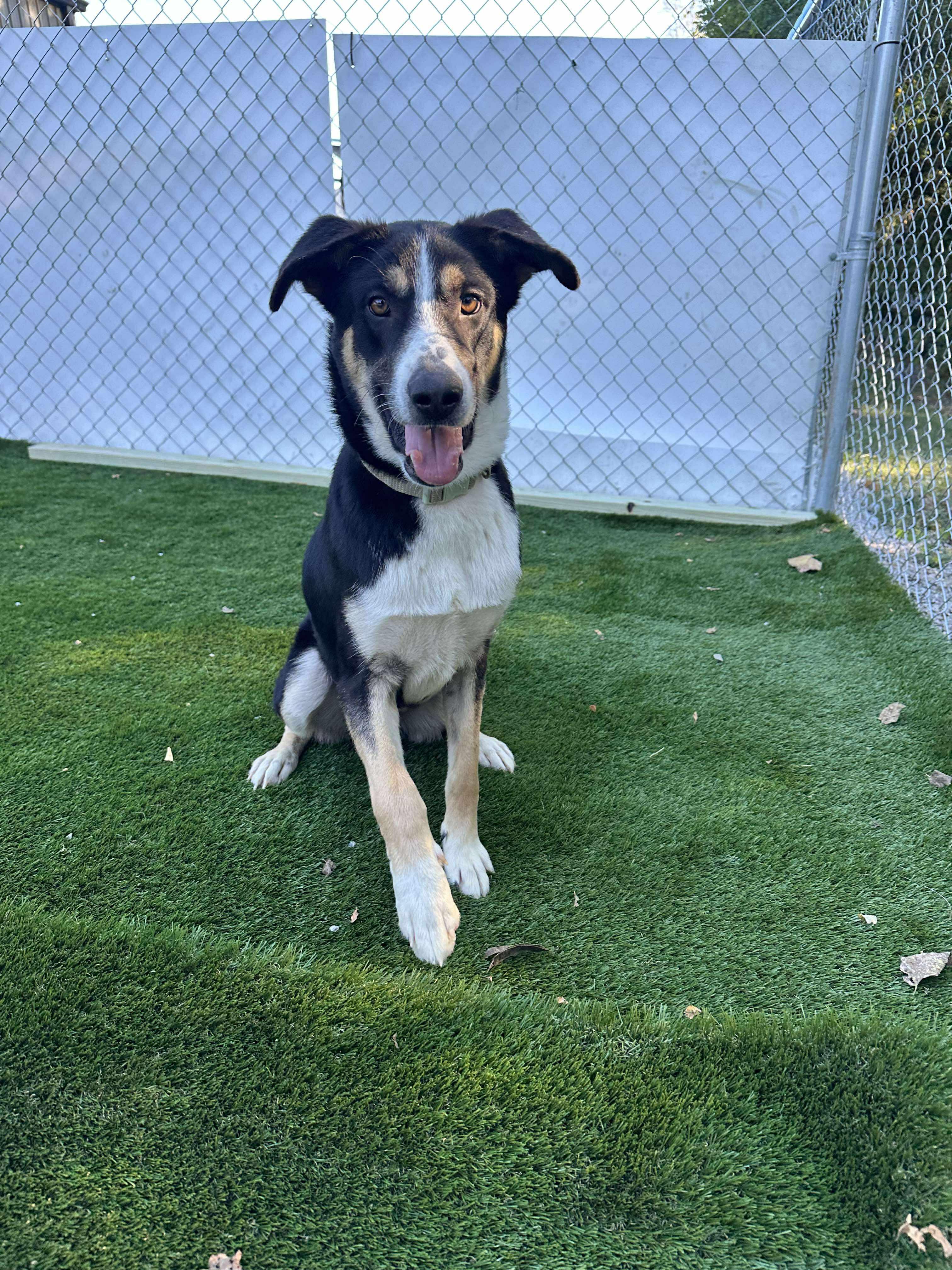 Rico, Adoptable, Young Male German Shepherd Dog & Siberian Husky.